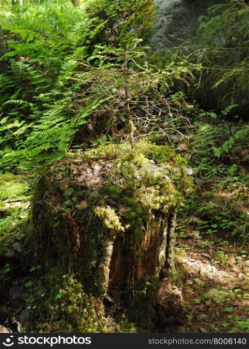 an old stump in the woods