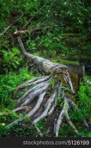 An old stump with large roots in the northern forest