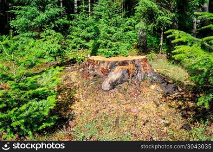 An old tree stump in a coniferous forest. In the forest glade, young fir trees grow.