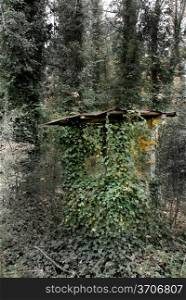 An Old Well House in the forest.