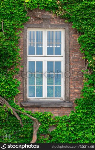 An old window in a brick house and a thick vine on the wall