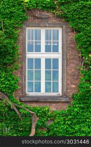 An old window in a brick house and a thick vine on the wall