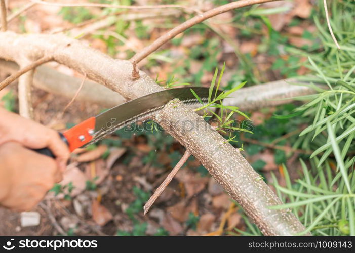 An old woman hand sawing a tree branch with curved pruning saw without any protection in the garden.