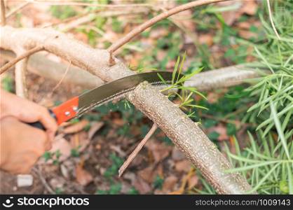 An old woman hand sawing a tree branch with curved pruning saw without any protection in the garden.