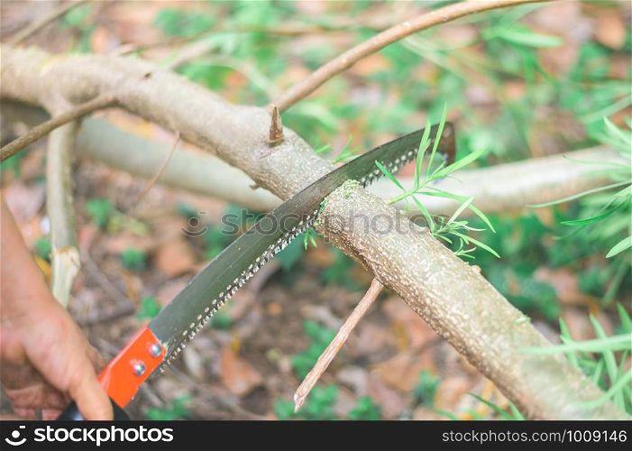 An old woman hand sawing a tree branch with curved pruning saw without any protection in the garden.