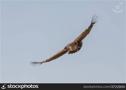 An old world vulture in mid flight with it&rsquo;s long wings spread across