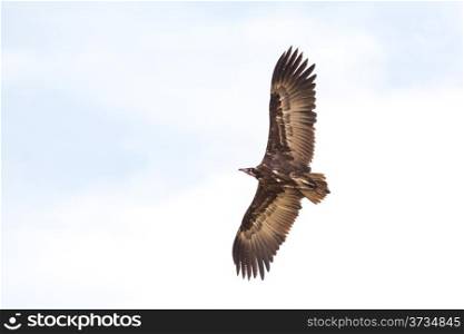 An old world vulture in mid flight with it&rsquo;s long wings spread across