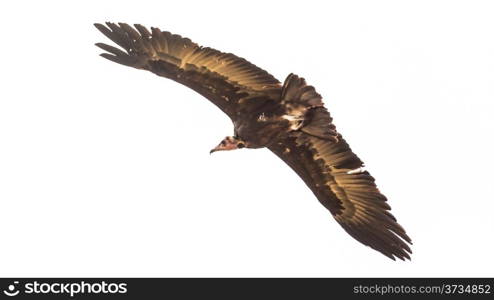 An old world vulture in mid flight with it&rsquo;s long wings spread across