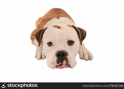 an olde english bulldogge laying down on a white bavkground