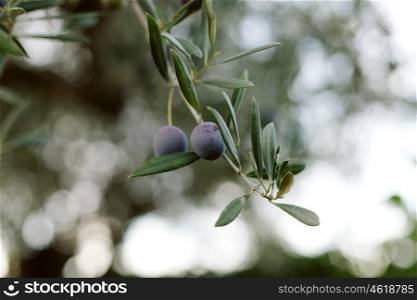 An olive branch with olives in the field