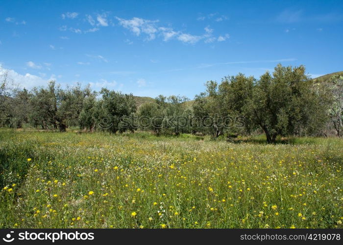 An olive tree field in spring, located in Nacimiento, province of Almeria, Andalusia, Spain. Ground covered in flowers and blue sky with white clouds.