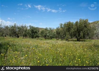 An olive tree field in spring, located in Nacimiento, province of Almeria, Andalusia, Spain. Ground covered in flowers and blue sky with white clouds.