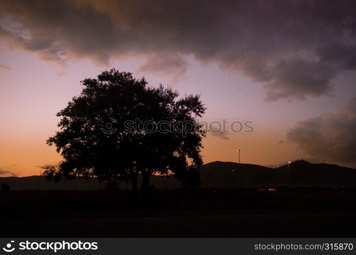 An olive tree silhouette in the colorful sky