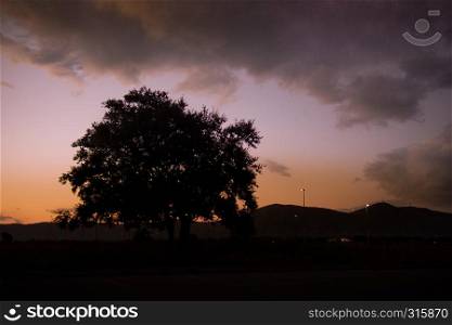 An olive tree silhouette in the colorful sky