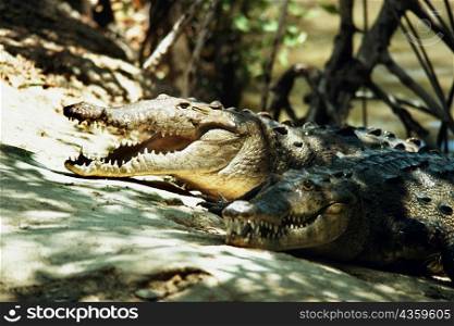 An openmouthed crocodile is seen at a crocodile farm, Jamaica