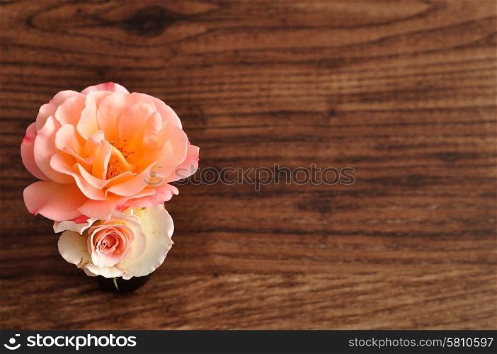 An orange and white rose