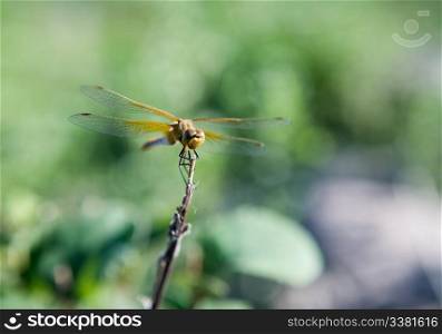 An orange and yellow dragon fly perched on a branch