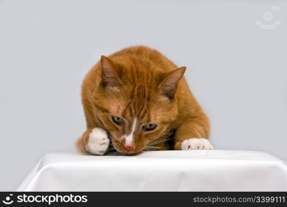 An orange cat curious to see what is underneath his paw, isolated on white