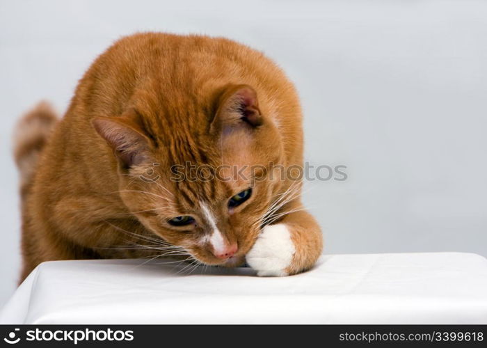 An orange cat curious to see what is underneath his paw, isolated on white