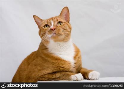 An orange cat looking up while leaning on a white table, isolated on white