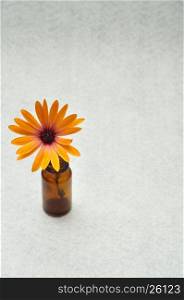 An orange daisy in a little brown pot isolated on a white background