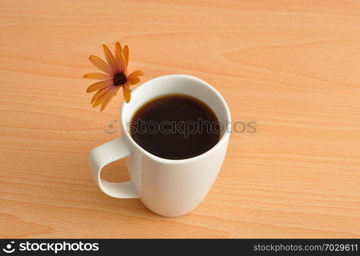 An orange daisy with a white mug