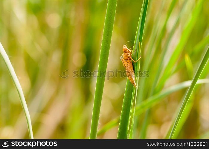 An orange dragonfly nymph on a reed leaf close tothe river