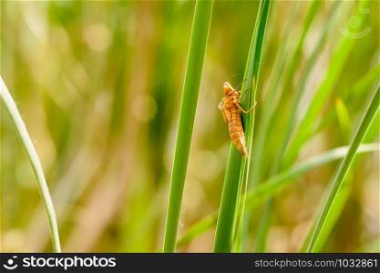 An orange dragonfly nymph on a reed leaf close tothe river