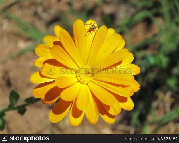An orange flower with an insect