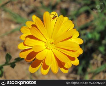 An orange flower with an insect