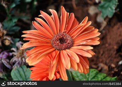 An orange Gerbera flower in a garden