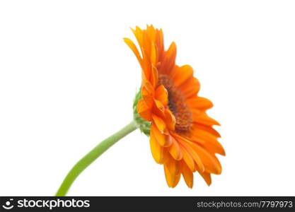 an orange gerbera flower isolated on white
