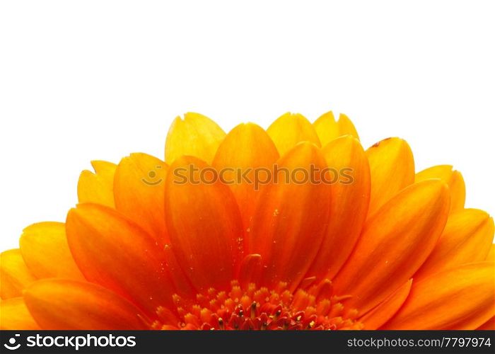 an orange gerbera flower isolated on white