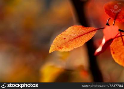 An orange red leaf glows in the light of a fall afternoon.. Orange Red Leaf