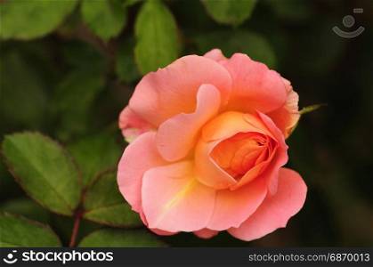 An orange rose in a garden