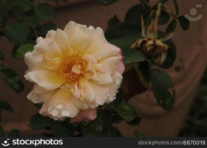An orange rose in a garden