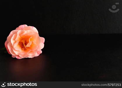 An orange rose isolated on a black background