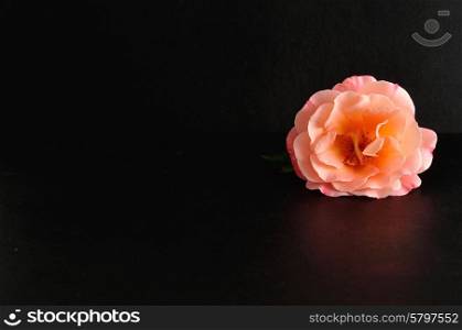 An orange rose isolated on a black background