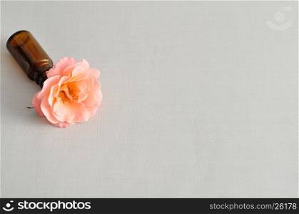 An orange rose isolated on a white background