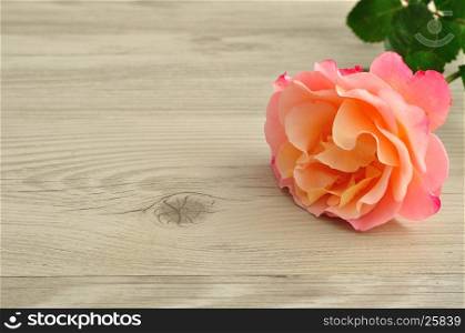 An orange rose isolated on a wooden background