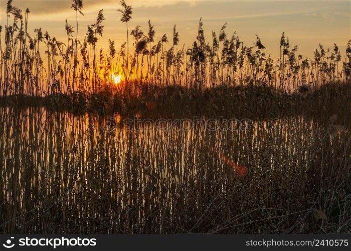 An orange sunset behind the reeds on the lake shore, Stankow, Poland