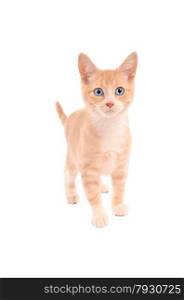 An orange tabby standing on a white background