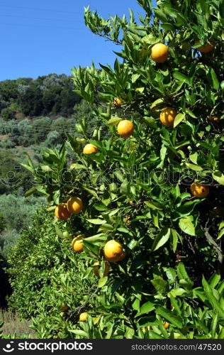 An orange tree with fruits in the Cretan campaign