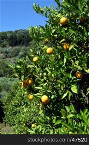 An orange tree with fruits in the Cretan campaign