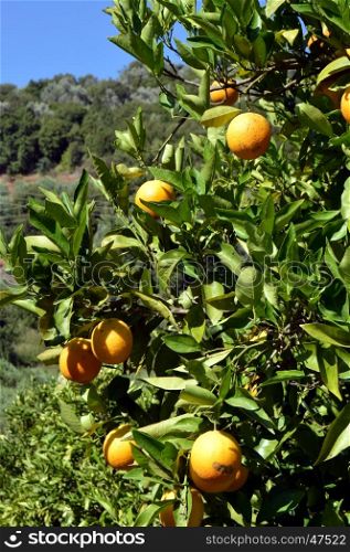 An orange tree with fruits in the Cretan campaign.