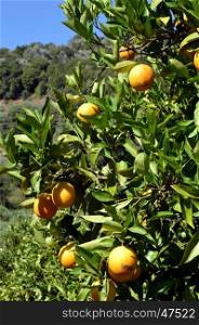 An orange tree with fruits in the Cretan campaign.