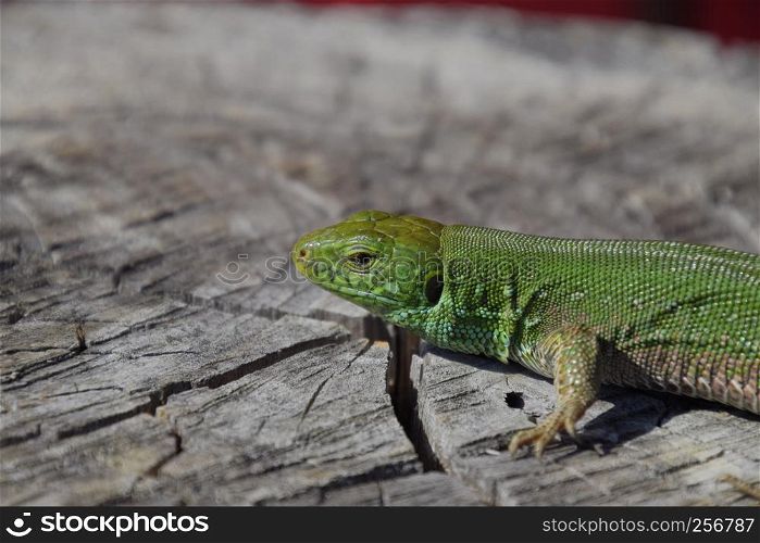 An ordinary quick green lizard. Lizard on the cut of a tree stump. Sand lizard, lacertid lizard.. An ordinary quick green lizard. Lizard on the cut of a tree stump. Sand lizard, lacertid lizard