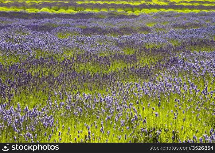 An organic lavender farm full of plants that need to be harvested. The field glows with the purple flowers contrasted with the bright green stalks.