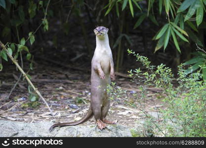 An oriental small-clawed otter / Aonyx cinerea / Asian small-clawed otter