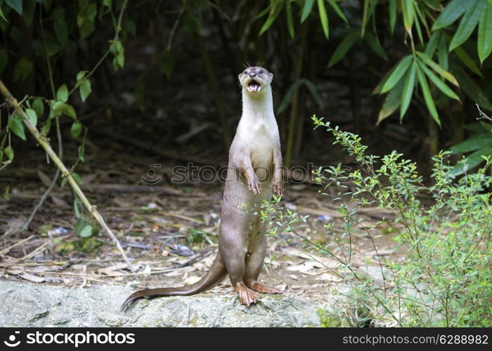 An oriental small-clawed otter / Aonyx cinerea / Asian small-clawed otter